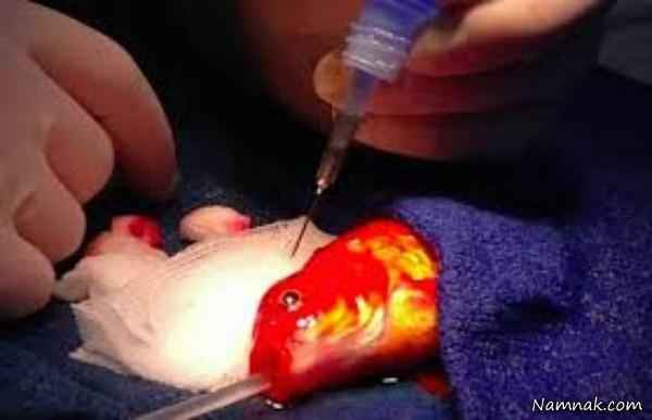 جراحی مغز ماهی قرمز